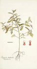 Indigofera dendroides - Nikolaus Joseph Freiherr von Jacquin — weergave van het kunstwerk