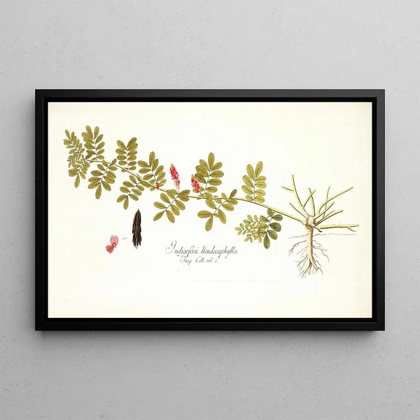 Nikolaus Joseph Freiherr von Jacquin - Indigofera hendecaphylla.webp