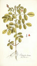 Indigofera hirsuta - Nikolaus Joseph Freiherr von Jacquin — weergave van het kunstwerk