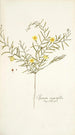 Ipomoea angustifolia - Nikolaus Joseph Freiherr von Jacquin — weergave van het kunstwerk