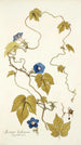 Ipomoea hederacea - Nikolaus Joseph Freiherr von Jacquin — weergave van het kunstwerk