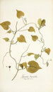 Ipomoea leucantha - Nikolaus Joseph Freiherr von Jacquin — weergave van het kunstwerk