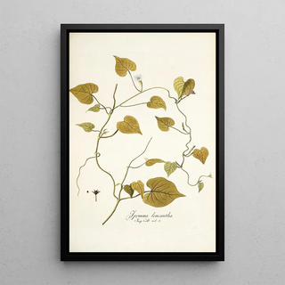 Nikolaus Joseph Freiherr von Jacquin - Ipomoea leucantha.webp