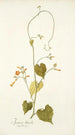 Ipomoea luteola - Nikolaus Joseph Freiherr von Jacquin — weergave van het kunstwerk