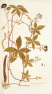 Ipomoea pentaphylla - Nikolaus Joseph Freiherr von Jacquin | Reproduction — weergave van het kunstwerk