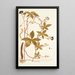 Ipomoea pentaphylla - Nikolaus Joseph Freiherr von Jacquin | Reproduction — ingelijst kunstwerk aan de muur