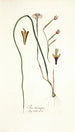 Iris tricuspis - Nikolaus Joseph Freiherr von Jacquin — weergave van het kunstwerk