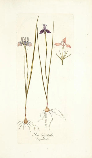 Nikolaus Joseph Freiherr von Jacquin - Iris tripetala.webp