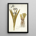 Iris virginica - Nikolaus Joseph Freiherr von Jacquin — ingelijst kunstwerk aan de muur