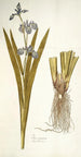 Iris virginica - Nikolaus Joseph Freiherr von Jacquin — weergave van het kunstwerk