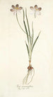 Ixia aneaionaeflora - Nikolaus Joseph Freiherr von Jacquin — weergave van het kunstwerk