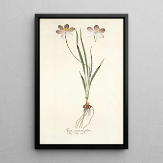 Nikolaus Joseph Freiherr von Jacquin - Ixia aneaionaeflora.webp