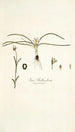 Ixia bulbocodium - Nikolaus Joseph Freiherr von Jacquin — weergave van het kunstwerk