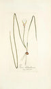Ixia chloroleuca - Nikolaus Joseph Freiherr von Jacquin — weergave van het kunstwerk