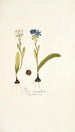 Ixia corymbosa - Nikolaus Joseph Freiherr von Jacquin — weergave van het kunstwerk