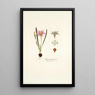 Nikolaus Joseph Freiherr von Jacquin - Ixia cruciata.webp