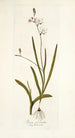 Ixia falcata - Nikolaus Joseph Freiherr von Jacquin — weergave van het kunstwerk