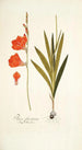 Ixia fenestrata - Nikolaus Joseph Freiherr von Jacquin — weergave van het kunstwerk