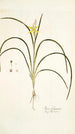 Ixia fragrans - Nikolaus Joseph Freiherr von Jacquin — weergave van het kunstwerk