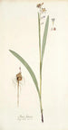 Ixia lancea - Nikolaus Joseph Freiherr von Jacquin — weergave van het kunstwerk