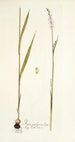 Ixia polystachya - Nikolaus Joseph Freiherr von Jacquin — weergave van het kunstwerk