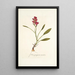 Ixia purpurea varietas - Nikolaus Joseph Freiherr von Jacquin — ingelijst kunstwerk aan de muur