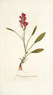 Ixia purpurea varietas - Nikolaus Joseph Freiherr von Jacquin — weergave van het kunstwerk
