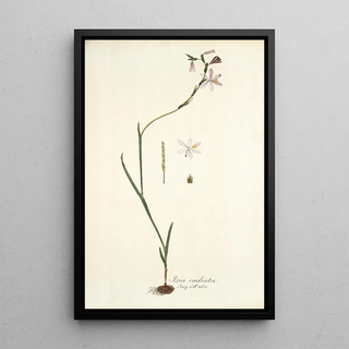 Nikolaus Joseph Freiherr von Jacquin - Ixia radiata.webp