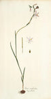 Ixia radiata - Nikolaus Joseph Freiherr von Jacquin — weergave van het kunstwerk