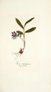 Ixia rubrocyanea - Nikolaus Joseph Freiherr von Jacquin — weergave van het kunstwerk