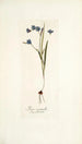 Ixia secunda - Nikolaus Joseph Freiherr von Jacquin — weergave van het kunstwerk