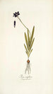 Ixia uniflora - Nikolaus Joseph Freiherr von Jacquin — weergave van het kunstwerk
