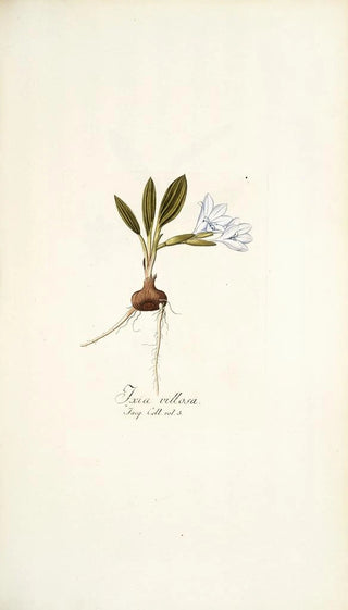 Nikolaus Joseph Freiherr von Jacquin - Ixia villosa.webp
