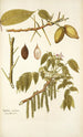 Juglans cinerea - Nikolaus Joseph Freiherr von Jacquin — weergave van het kunstwerk