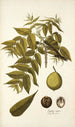 Juglans nigra - Nikolaus Joseph Freiherr von Jacquin — weergave van het kunstwerk