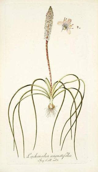 Nikolaus Joseph Freiherr von Jacquin - Lachenalia angustifolia.webp