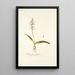 Lachenalia glaucina - Nikolaus Joseph Freiherr von Jacquin — ingelijst kunstwerk aan de muur