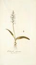 Lachenalia glaucina - Nikolaus Joseph Freiherr von Jacquin — weergave van het kunstwerk