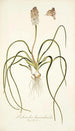 Lachenalia hyacinthoides - Nikolaus Joseph Freiherr von Jacquin — weergave van het kunstwerk
