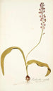 Lachenalia isopetala - Nikolaus Joseph Freiherr von Jacquin — weergave van het kunstwerk