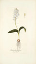 Lachenalia liliflora - Nikolaus Joseph Freiherr von Jacquin — weergave van het kunstwerk