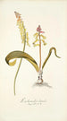 Lachenalia luteola - Nikolaus Joseph Freiherr von Jacquin — weergave van het kunstwerk