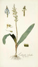 Lachenalia orchioides - Nikolaus Joseph Freiherr von Jacquin — weergave van het kunstwerk