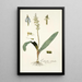 Lachenalia orchioides - Nikolaus Joseph Freiherr von Jacquin — ingelijst kunstwerk aan de muur