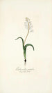 Lachenalia patula - Nikolaus Joseph Freiherr von Jacquin — weergave van het kunstwerk