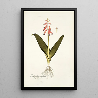 Nikolaus Joseph Freiherr von Jacquin - Lachenalia pendula.webp