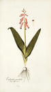 Lachenalia pendula - Nikolaus Joseph Freiherr von Jacquin — weergave van het kunstwerk