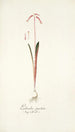 Lachenalia punctata - Nikolaus Joseph Freiherr von Jacquin — weergave van het kunstwerk