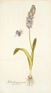 Lachenalia purpurocoerulea - Nikolaus Joseph Freiherr von Jacquin — weergave van het kunstwerk