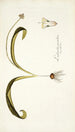 Lachenalia pustulata - Nikolaus Joseph Freiherr von Jacquin — weergave van het kunstwerk